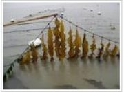 ������ȡ��Kelp P.E.(�D)