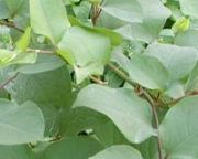 �����ASophoridine(�D)