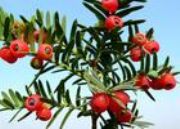 ������ɼ��Paclitaxel 	(�D)