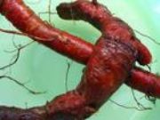 ����ͪ �� A  Tanshinon(�D)