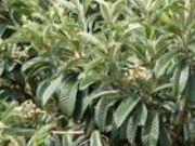 �ܹ���Ursolic acid(�D)