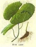 ���ʶ���Podophyllotoxi(�D)