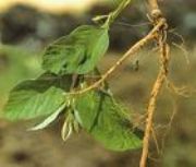 ����ѿ�AHordenine(�D)