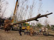 ������������ͩ���Ϛg�����������D(�D)