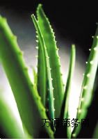 �J�C΢�z�����턩 ����Ʒ�J�C���턩 �����J�C����