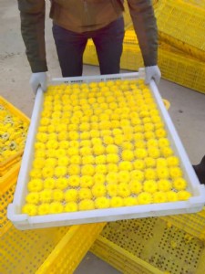 ʳƷ�����φ΃���