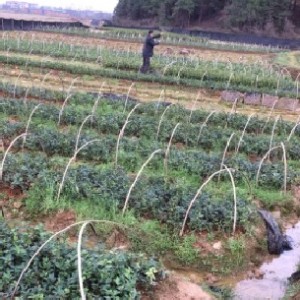 һ���������Ͳ���������l(f��)�r��,������(y��u)�|(zh��)�Ͳ����,�߮a(ch��n)�޽�Ʒ�N