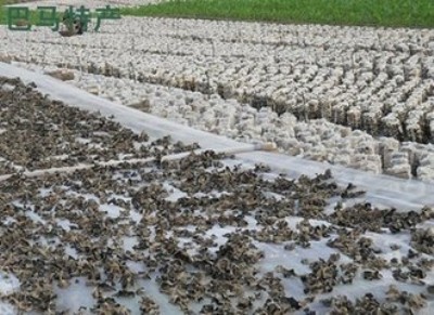 �S��ֱ�N ����W