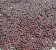 ����ƽ�����_�h�����鶹���μo��Ʒ܇��(�D)