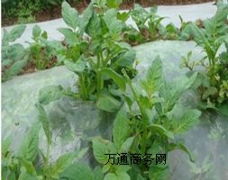 ɽ�|���|��Ĥ�S�� pe���|��Ĥ ����������Ĥ