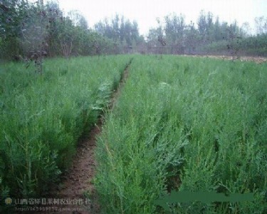 �Ȱ�С�� �I�B����Ƥ�� ����