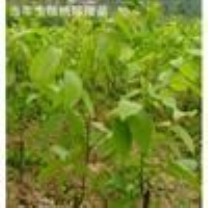 ɽ���؅^���ۺ����� ����� ������ �B�N��