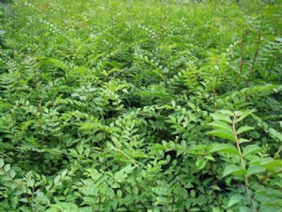 ɽ���������t�ۻ�����{���^������