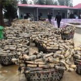 �F��ɏź�硡ɏź�N�ӡ���ź�N�硡�߮aź�N