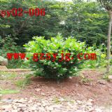 �@���b�����y���� �ߙn���ָз�����y����