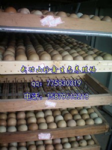 �V�|��ƽ��Ұ�u���B(y��ng)ֳ�������أ�Ұ�u������Xһֻ