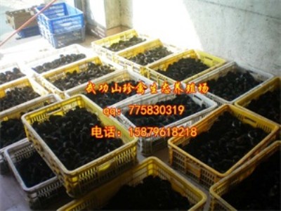 �F���ն��h�G�����u������� �G�����u��r���Ʒ�N��