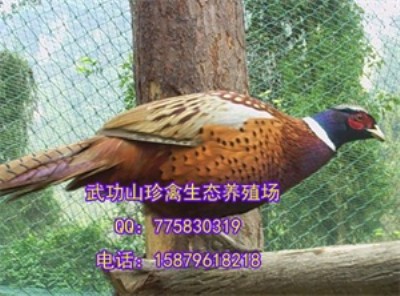 �F��ǭ���h�߲�ɽ�u���B(y��ng)ֳ��(ch��ng) ���l(f��)�߲�ɽ�u�����M(f��i)����