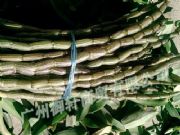 ���l�㽭Ʒ�N�FƤʯ���r�l