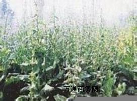 �������㡪���ķN��