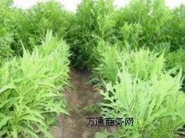 �߮a���|��ϣ������I�˷N��