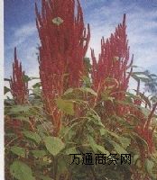 �����{�N��������ճ���i�{��