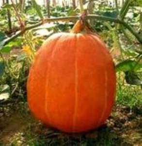 ���ʹ��ϹϷN��