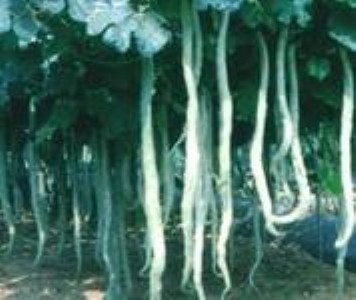 �߹ϷN��, �߽z�ϣ��߶��N��