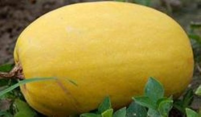 ��z��/����/��l��/����  ��z���ֽн�ϡ���l��