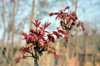 ѿ��˷N�Ӽt���㴻�N��