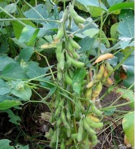 �M����Ʒ�N�����ʹ󶹷N��