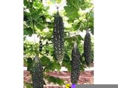 ��Ʒ�߲ˡ��ڿ�ϷN��   �W���������.