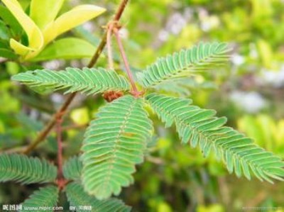 ���߲ݷN��