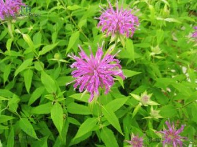 �������ɷN��