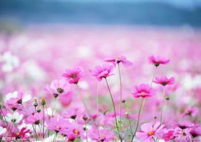 ��˹�� �N��