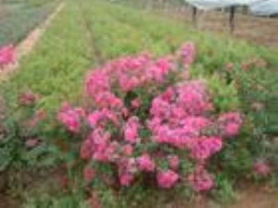 ����ޱ�N��Ҳ�Q������ޱ���ձ�����ޱ ����ޱ��Ҳ�Q������ޱ��