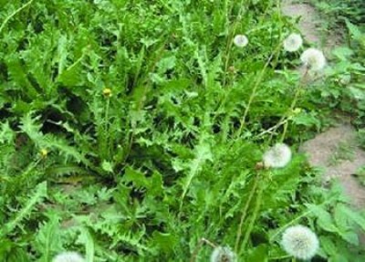 Ұ���ѹ�Ӣ�N��      �ѹ�Ӣ���������Ŷ���