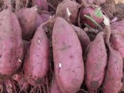 ɽ�|�ع� ����ˮ�a(ch��n)�^(q��)ֱ�N